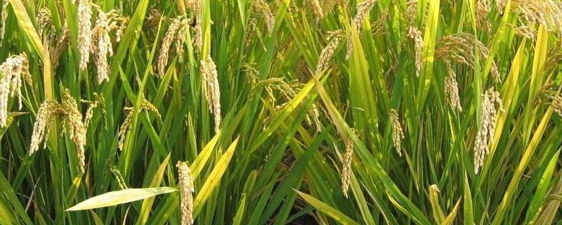 水稻红尖是什么原因 水稻叶红尖什么原因