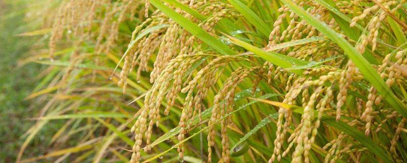 秧苗多少天可以移栽 水稻秧苗多少天可以移栽