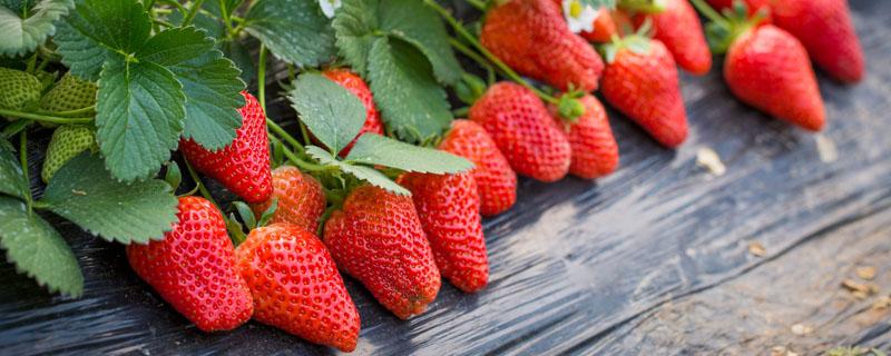 怎样分别出是不是草莓苗 怎么辨别是草莓苗还是野草莓