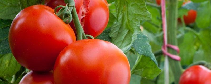 番茄挂果后的施肥方法 番茄挂果后施什么肥料