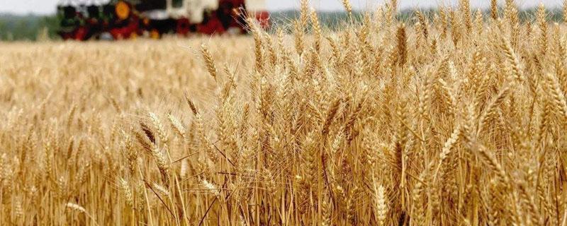 小麦倒伏的原因和防止倒伏的措施 小麦倒伏的原因和防止倒伏的措施有哪些