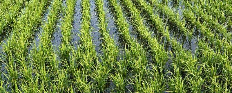 三江平原种植水稻的原因（三江平原产水稻的原因）