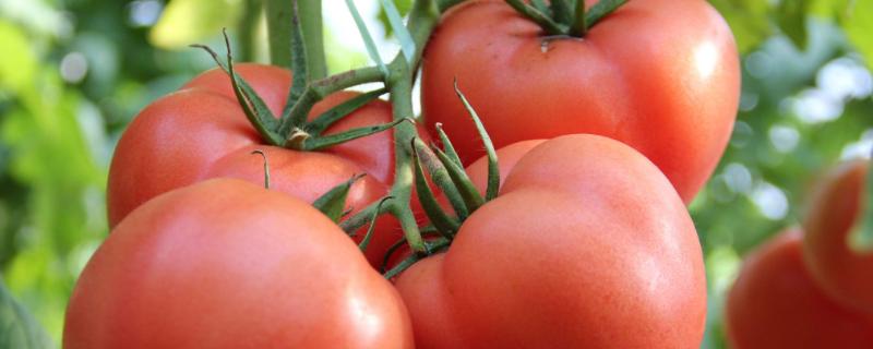 盛果期番茄裂果的主要因素是 番茄裂果时可采取