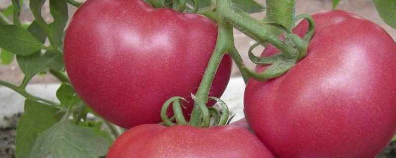 露天西红柿怎么施底肥 栽种西红柿怎样打底肥
