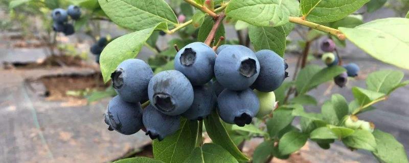 蓝莓的种植方法（蓝莓的种植方法和注意事项）