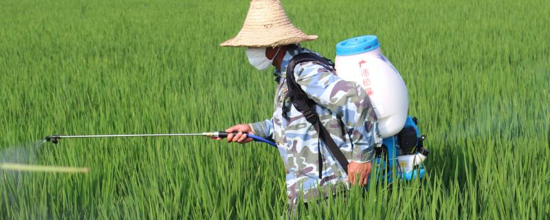 水稻田三棱草怎么除根 水稻田三棱草怎么除根除草剂