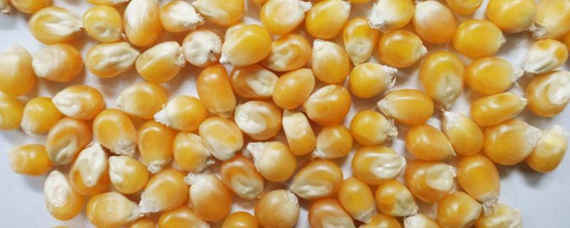 玉米种子4400粒一袋多少斤（玉米种子4400粒是几斤）