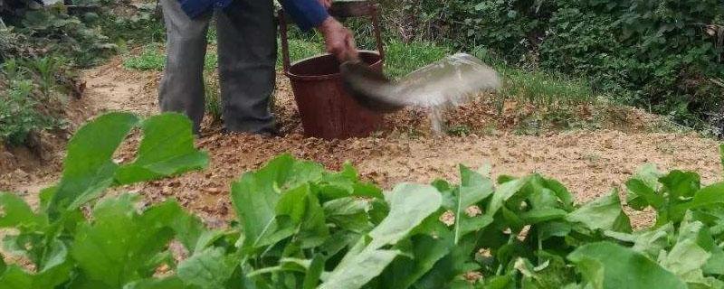 下雨天可以给蔬菜施肥吗 种菜下雨天可以施肥吗