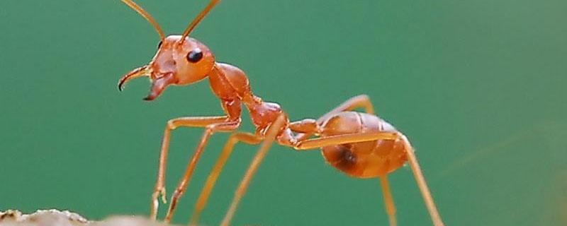红火蚁用什么农药杀死 红火蚁用什么药杀灭