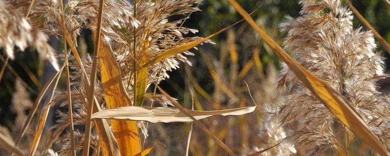 玉米田芦苇草用什么除草剂 玉米田除芦苇草用什么药