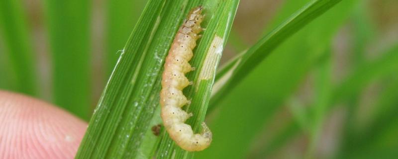 水稻卷叶虫的防治方法 怎样防治水稻卷叶螟
