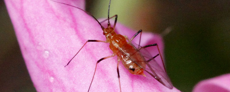 防治蚜虫的特效药有哪些（什么药治蚜虫效果最好）
