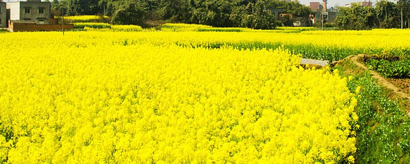 油菜啥时候收割 油菜啥时间收割