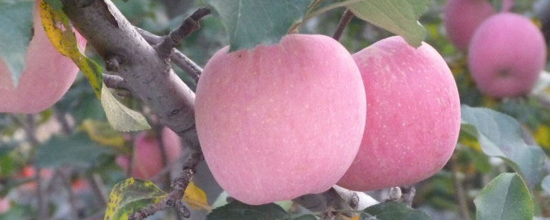 苹果疏花疏果技术要点 果农在为苹果疏花疏果时应留什么和什么