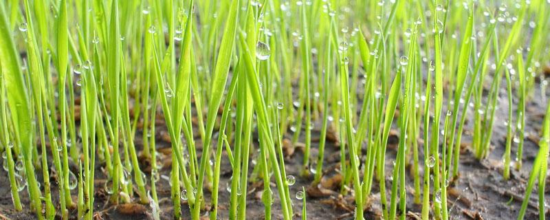 水稻苗床除草剂千金什么时候打 水稻苗床除草剂千金打完影响苗生长吗