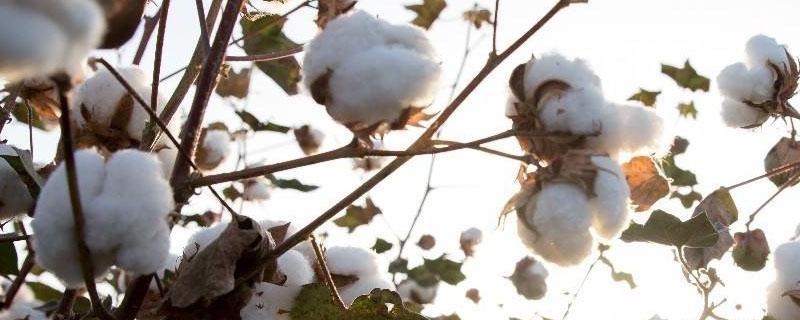最早种植棉花的国家是哪个国家 最早种植棉花的是什么人