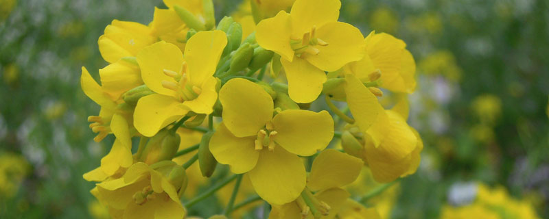 锦州油菜花种植基地在哪里