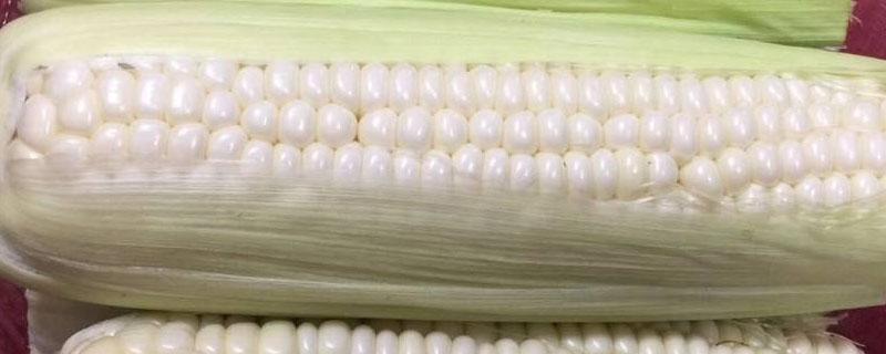 珍珠玉米和普通玉米有什么区别（珍珠玉米是啥玉米）