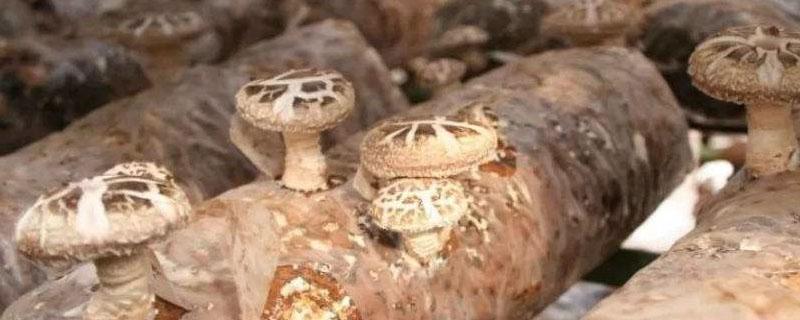香菇注水后怎么管理能多出 香菇注水后多久出菇