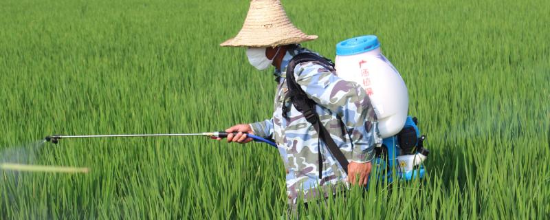 氰氟草酯对水稻安全吗