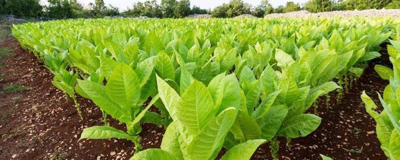 烟草用硝酸钾正确用法 硝酸钾在烟草种植的使用