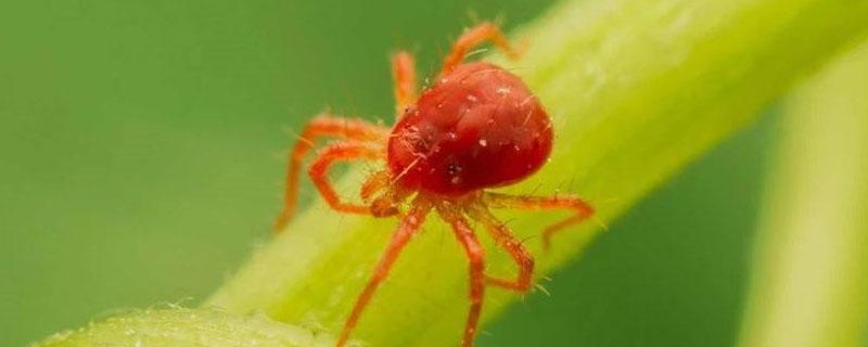 小麦红蜘蛛用啥药 打小麦红蜘蛛的特效药