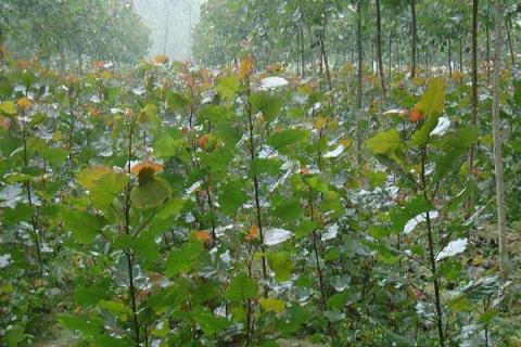 杨树苗地用什么除草剂除草 杨树苗地除草用什么药