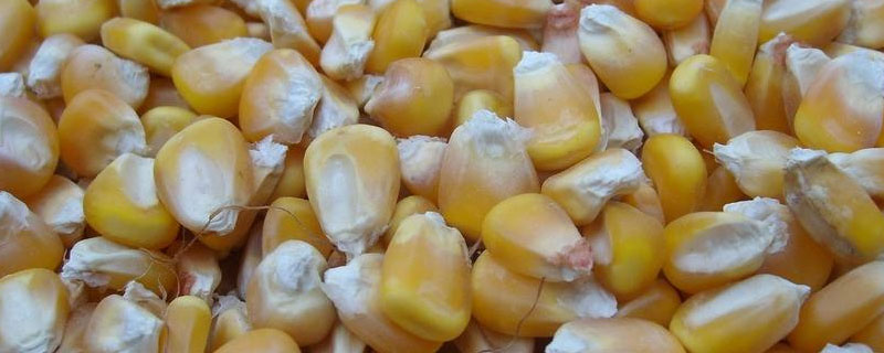 玉米播种后使用草甘膦有什么影响