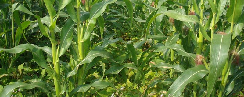 春玉米套种豆角种植技术 一种玉米套种豆角的种植方法