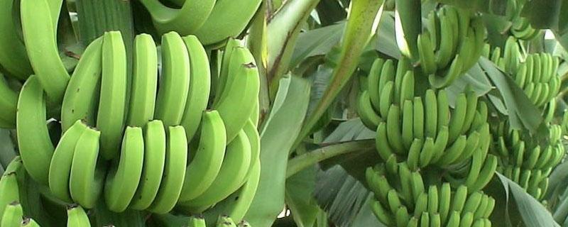 香蕉从种植到收成几个月 香蕉种植到收成大约要几个月