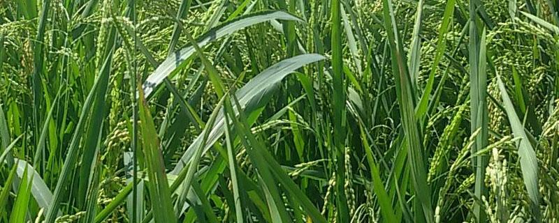 旱稻一亩要多少斤种子 旱稻种子多少钱一斤