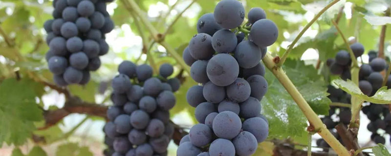 夏黑葡萄保果最佳时期 夏黑葡萄啥时候成熟