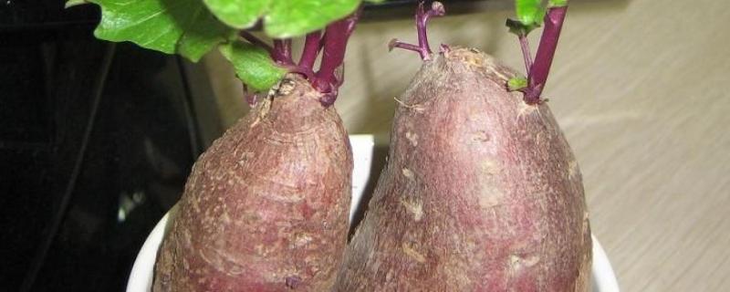 水培红薯的养殖方法和注意事项（水培红薯怎么养才能更旺盛）