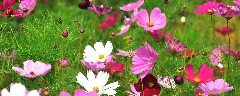 大面积格桑花种植方法（格桑花种植间距）