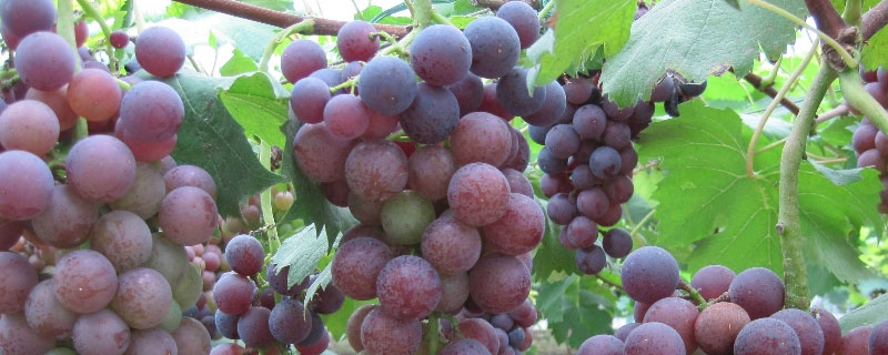 法国南部发展葡萄种植业的有利条件 法国南部发展葡萄种植业的有利条件是