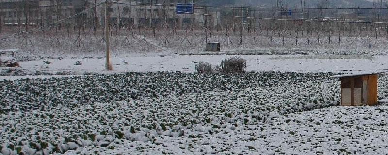 4月下雪对农作物影响 大雪对农作物的影响