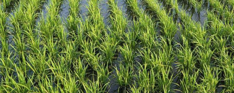 江南地区种植的优良水稻品种是什么 江南地区水稻种植时间