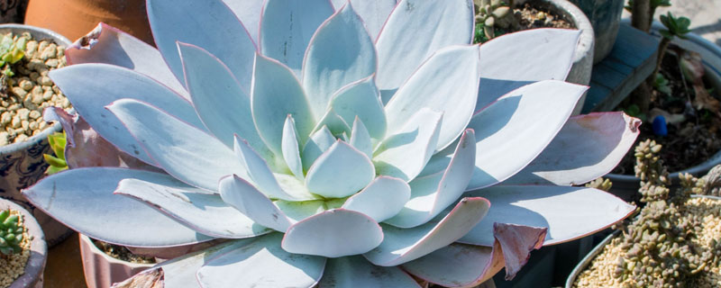 小白药是不是吡虫啉（小白药噻虫嗪）