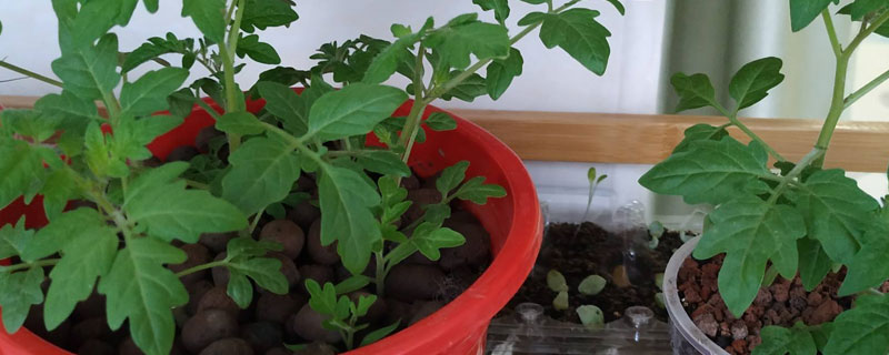 盆栽西红柿的养殖方法结果过程（盆栽西红柿怎么养）