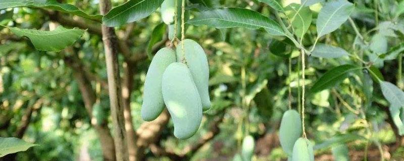 桂七芒果为什么很少人种植 桂七芒果广东能种吗