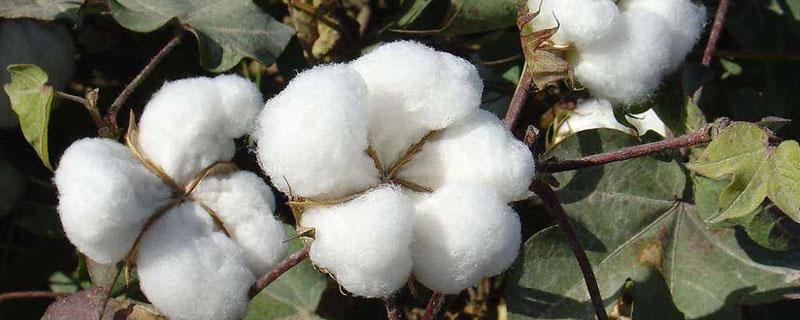 棉花产地主要在哪个省 我国棉花产地三大地区在哪