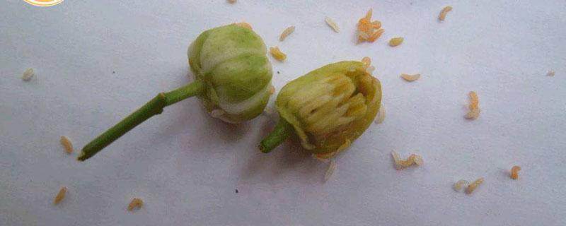 花蕾蛆用什么农药