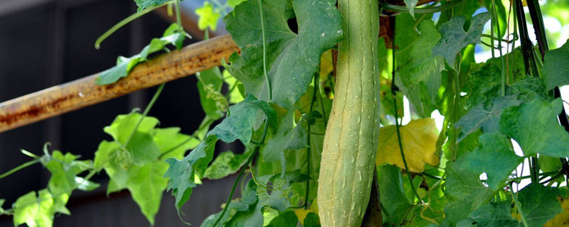 丝瓜移栽管理技术要点 丝瓜种植技术与管理方法