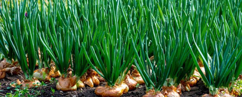 洋葱膨大期用什么肥料 洋葱膨大期追肥