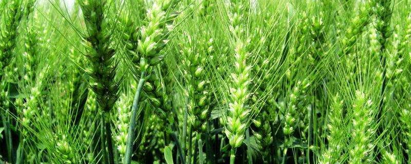 秸秆覆盖对春小麦的改善作用 小麦秸秆抗菌