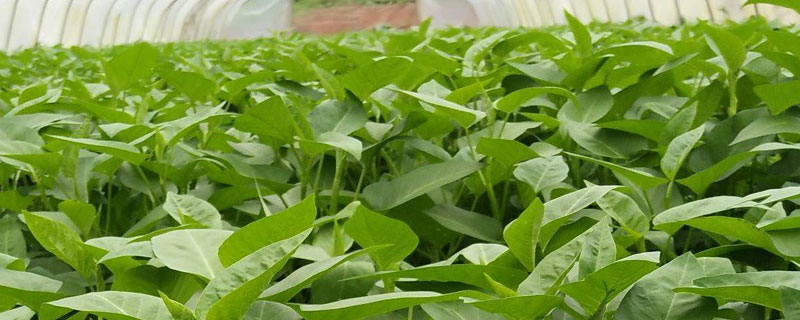 大棚种植空心菜需注意什么 大棚空心菜种植技术