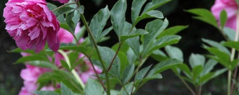 春季种植芍药好活吗 芍药冬季种植可以吗