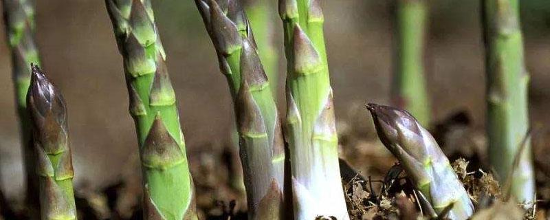 芦笋种植一年收几茬（芦笋种几年可以收获）