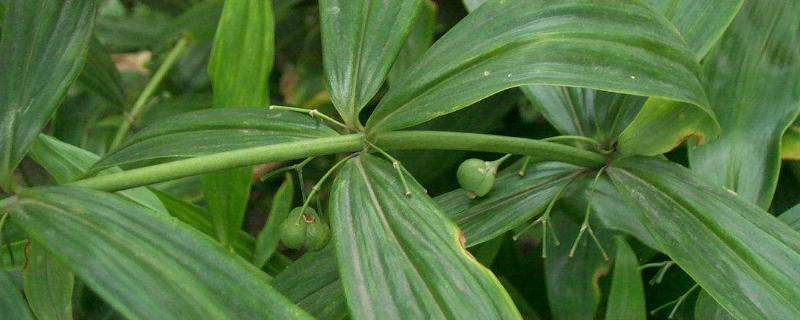 挖野生黄精种植要带苗吗 野生黄精可以挖吗