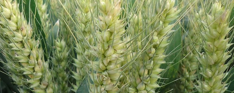 小麦种子胚乳中储存能量（小麦的营养物质在胚乳里?）